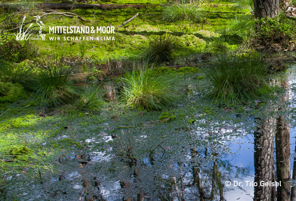 © Dr. Tilo Geisel, www.naturfoto-geisel.com © Dr. Tilo Geisel